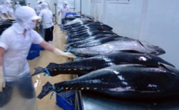 15 doanh nghiệp c&aacute; ngừ được cấp dấu &ldquo;Dolphin safe&rdquo;